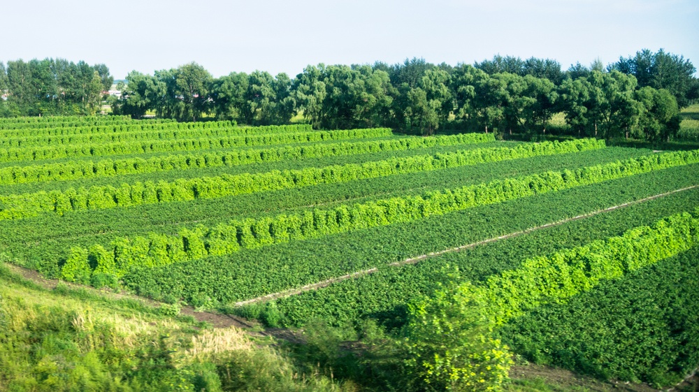 o que é agroecologia